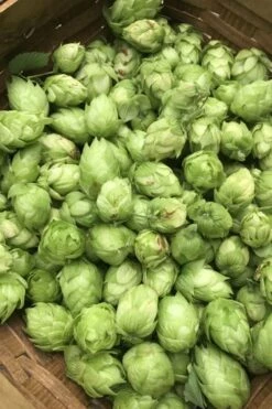 Cascade Hops Vine - 3 Gallon Pot -Wilson Bros Gardens Shop humulus lupulus cascade hops 1 1
