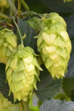 Cascade Hops Vine - 3 Gallon Pot