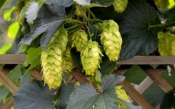 Cascade Hops Vine - 3 Gallon Pot -Wilson Bros Gardens Shop humulus lupulus cascade hops vine 6 1