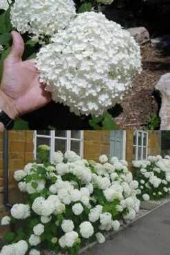 Annabelle Hydrangea - 3 Gallon Pot -Wilson Bros Gardens Shop hydrangea annabelle 2 500x750 1