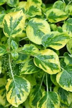 Miranda Climbing Hydrangea - 5 Gallon Pot -Wilson Bros Gardens Shop hydrangea anomala petiolaris miranda climbing hydrangea 11