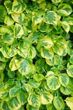 Miranda Climbing Hydrangea - 2 Gallon Pot