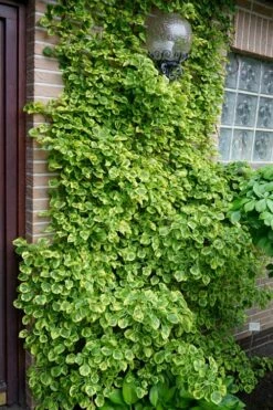 Miranda Climbing Hydrangea - 5 Gallon Pot -Wilson Bros Gardens Shop hydrangea anomala petiolaris miranda climbing hydrangea 13