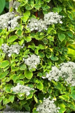 Miranda Climbing Hydrangea - 5 Gallon Pot -Wilson Bros Gardens Shop hydrangea anomala petiolaris miranda climbing hydrangea 8