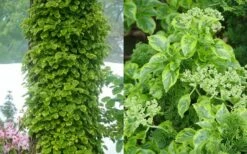 Miranda Climbing Hydrangea - 5 Gallon Pot -Wilson Bros Gardens Shop hydrangea anomala petiolaris miranda climbing hydrangea 9