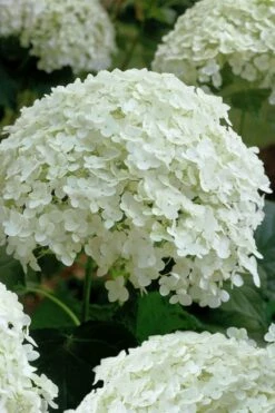 Annabelle Hydrangea - 3 Gallon Pot -Wilson Bros Gardens Shop hydrangea arborescens annabelle 10