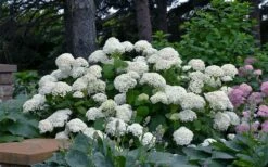 Annabelle Hydrangea - 3 Gallon Pot -Wilson Bros Gardens Shop hydrangea arborescens annabelle 11
