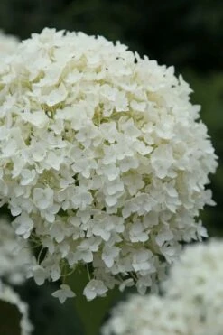 Annabelle Hydrangea - 3 Gallon Pot -Wilson Bros Gardens Shop hydrangea arborescens annabelle 12