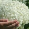 Incrediball Smooth Hydrangea - 3 Gallon Pot