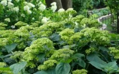 Invincibelle Sublime Smooth Hydrangea - 3 Gallon Pot -Wilson Bros Gardens Shop hydrangea arborescens invincibelle sublime 2