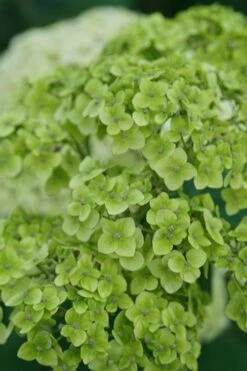 Invincibelle Sublime Smooth Hydrangea - 3 Gallon Pot -Wilson Bros Gardens Shop hydrangea arborescens invincibelle sublime 3