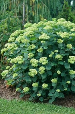Invincibelle Sublime Smooth Hydrangea - 3 Gallon Pot -Wilson Bros Gardens Shop hydrangea arborescens invincibelle sublime 6