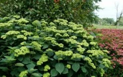 Invincibelle Sublime Smooth Hydrangea - 3 Gallon Pot -Wilson Bros Gardens Shop hydrangea arborescens invincibelle sublime 8