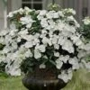 Fairytrail Bride Cascade Hydrangea - 1 Gallon Pot