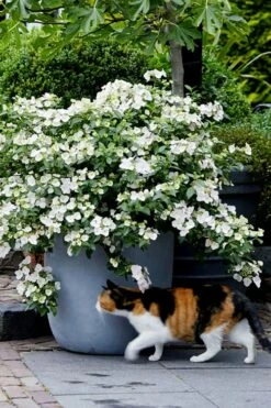Fairytrail Bride Cascade Hydrangea - 1 Gallon Pot -Wilson Bros Gardens Shop hydrangea fairytrail bride 7 1