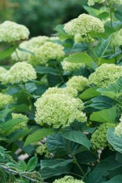 Invincibelle Sublime Smooth Hydrangea - 3 Gallon Pot -Wilson Bros Gardens Shop hydrangea invincibelle sublime 500x750 1