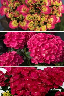 Akadama Hydrangea - 3 Gallon Pot -Wilson Bros Gardens Shop hydrangea macrophylla akadama 3