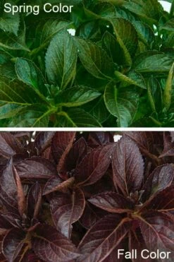 Akadama Hydrangea - 3 Gallon Pot -Wilson Bros Gardens Shop hydrangea macrophylla akadama 4