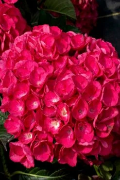 Akadama Hydrangea - 3 Gallon Pot -Wilson Bros Gardens Shop hydrangea macrophylla akadama 6