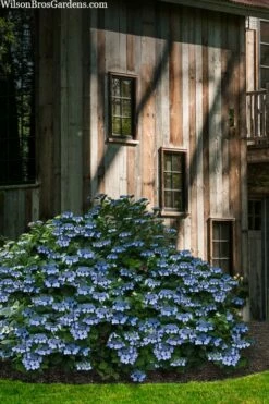 Blue Wave Lacecap Hydrangea - 3 Gallon Pot -Wilson Bros Gardens Shop hydrangea macrophylla blue wave 22