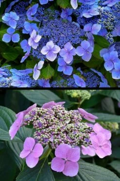 Blue Wave Lacecap Hydrangea - 3 Gallon Pot -Wilson Bros Gardens Shop hydrangea macrophylla blue wave 24
