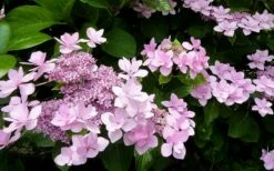 Izu No Hana Lacecap Hydrangea - 3 Gallon Pot -Wilson Bros Gardens Shop hydrangea macrophylla izu no ito 3