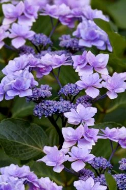 Izu No Hana Lacecap Hydrangea - 3 Gallon Pot -Wilson Bros Gardens Shop hydrangea macrophylla izu no ito 9