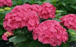 Let's Dance 'Big Band' Dwarf Hydrangea - 3 Gallon Pot -Wilson Bros Gardens Shop hydrangea macrophylla lets dance big band 1