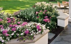 Let's Dance 'Big Band' Dwarf Hydrangea - 3 Gallon Pot -Wilson Bros Gardens Shop hydrangea macrophylla lets dance big band 3