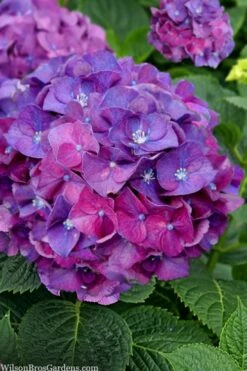 Let's Dance 'Big Band' Dwarf Hydrangea - 3 Gallon Pot -Wilson Bros Gardens Shop hydrangea macrophylla lets dance big band 5