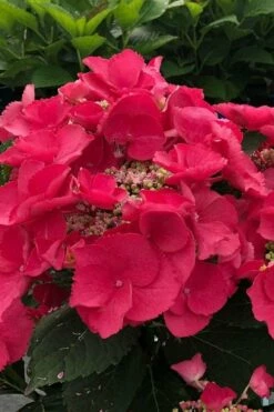 Cherry Explosion Hydrangea - 3 Gallon Pot -Wilson Bros Gardens Shop hydrangea macrophylla mckay cherry explosion 100