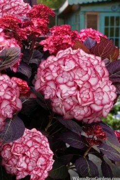 Miss Saori Hydrangea - 1 Gallon Pot -Wilson Bros Gardens Shop hydrangea macrophylla miss saori 15