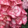 Miss Saori Hydrangea - 1 Gallon Pot