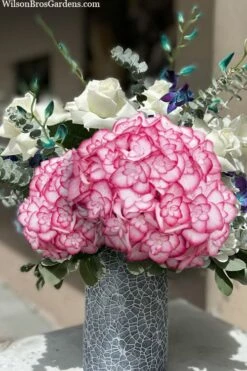 Miss Saori Hydrangea - 1 Gallon Pot -Wilson Bros Gardens Shop hydrangea macrophylla miss saori 20