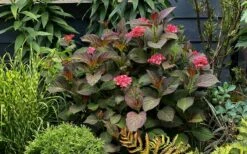 Miss Saori Hydrangea - 1 Gallon Pot -Wilson Bros Gardens Shop hydrangea macrophylla miss saori 9