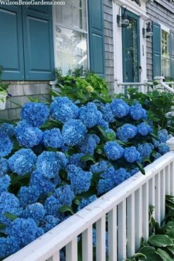 Nantucket Blue Hydrangea - 3 Gallon Pot -Wilson Bros Gardens Shop hydrangea macrophylla nantucket 2