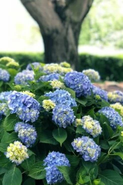Nantucket Blue Hydrangea - 3 Gallon Pot -Wilson Bros Gardens Shop hydrangea macrophylla nantucket 3