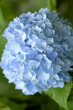 Penny Mac Hydrangea - 3 Gallon Pot -Wilson Bros Gardens Shop hydrangea macrophylla penny mac 21