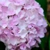 Penny Mac Hydrangea - 1 Gallon Pot