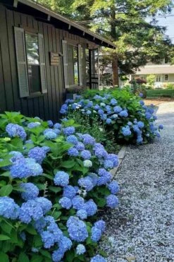 Penny Mac Hydrangea - 2 Gallon Pot -Wilson Bros Gardens Shop hydrangea macrophylla penny mac 23 2