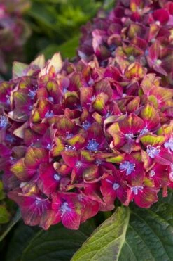 Pistachio Hydrangea - 5 Gallon Pot -Wilson Bros Gardens Shop hydrangea macrophylla pistachio 2