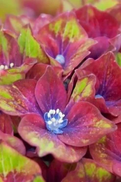 Pistachio Hydrangea - 3 Gallon Pot -Wilson Bros Gardens Shop hydrangea macrophylla pistachio 5 1
