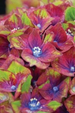 Pistachio Hydrangea - 5 Gallon Pot -Wilson Bros Gardens Shop hydrangea macrophylla pistachio 6