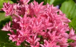 Princess Diana Hydrangea - 3 Gallon Pot -Wilson Bros Gardens Shop hydrangea macrophylla princess diana 1