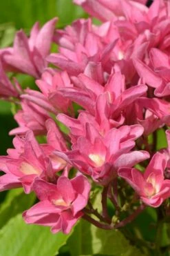 Princess Diana Hydrangea - 3 Gallon Pot -Wilson Bros Gardens Shop hydrangea macrophylla princess diana 3