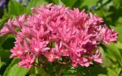 Princess Diana Hydrangea - 3 Gallon Pot -Wilson Bros Gardens Shop hydrangea macrophylla princess diana 5