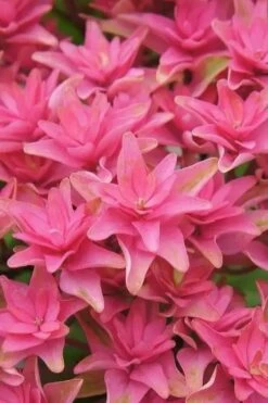 Princess Diana Hydrangea - 3 Gallon Pot -Wilson Bros Gardens Shop hydrangea macrophylla princess diana 6