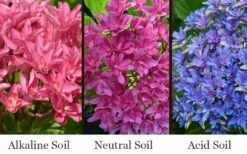 Princess Diana Hydrangea - 3 Gallon Pot -Wilson Bros Gardens Shop hydrangea macrophylla princess diana 8