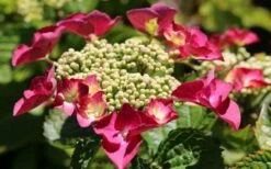 Teller Red Hydrangea - 1 Gallon Pot -Wilson Bros Gardens Shop hydrangea macrophylla teller red 3