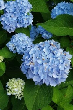 Mini Penny Hydrangea - 1 Gallon Pot -Wilson Bros Gardens Shop hydrangea mini penny 500x750202 1